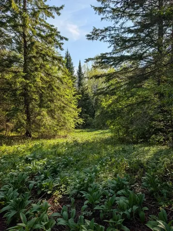 79308 Lewis Road Butternut WI 54514