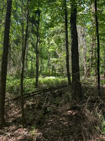 79308 Lewis Road Butternut WI 54514