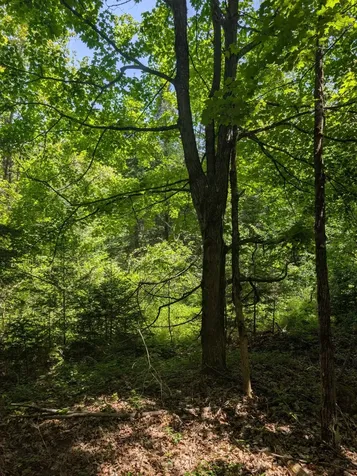 79308 Lewis Road Butternut WI 54514