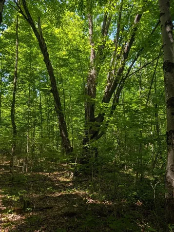 79308 Lewis Road Butternut WI 54514