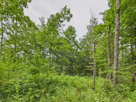 36.5 Ac Highway 139 Newald WI 54511
