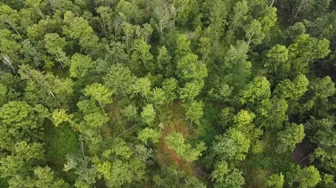 36.5 Ac Highway 139 Newald WI 54511