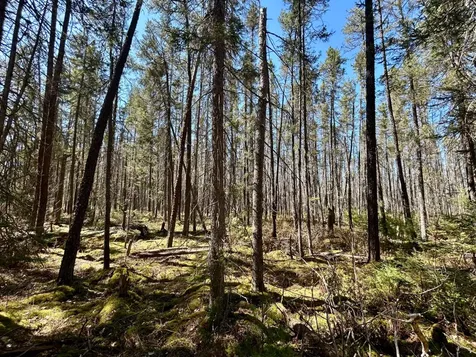 80AC Off Razorback Road Conover WI 54519