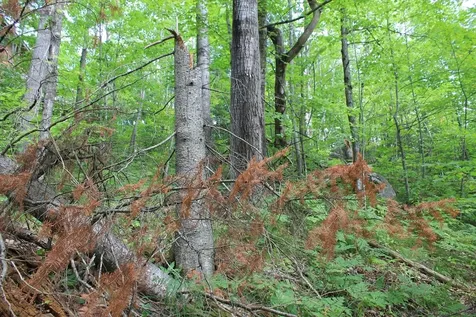Lot 15 Alpine Drive Hurley WI 54565