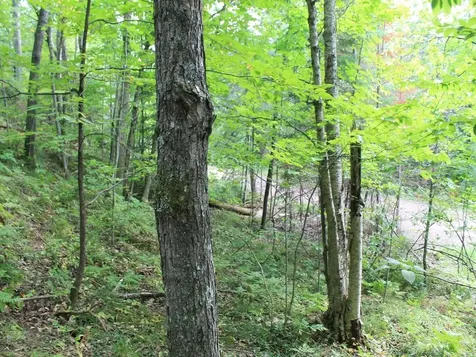 Lot 15 Alpine Drive Hurley WI 54565