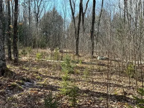 Off Forest Road 8300 Marenisco MI 49947