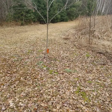 Lot 31 Shady Knoll Road Fifield WI 54552