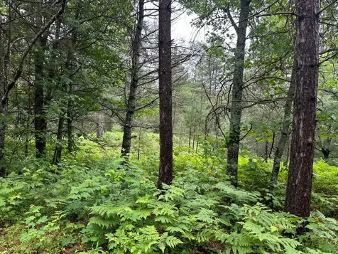 Lot 4 Dads Lake Road Eagle River WI 54521