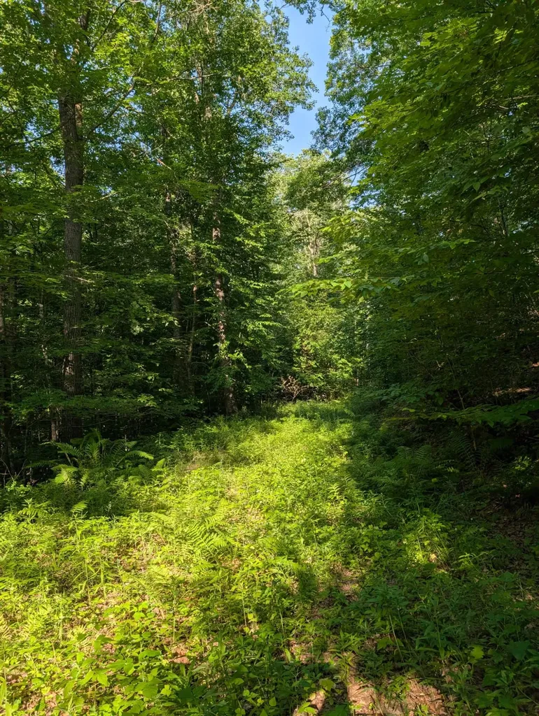 Parcel 5 West Y Road Exeland WI 54835