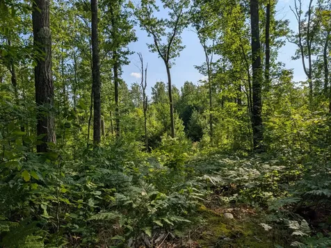 Parcel 5 West Y Road Exeland WI 54835