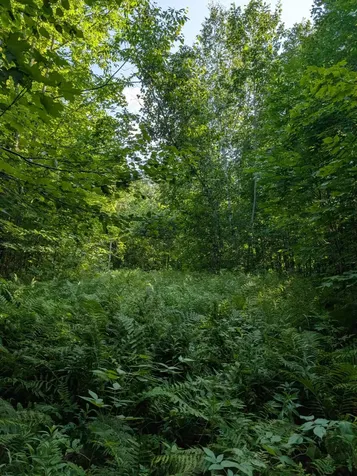 Parcel 3 West Y Road Exeland WI 54835