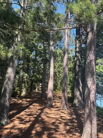 553 Reed Road Three Lakes WI 54562