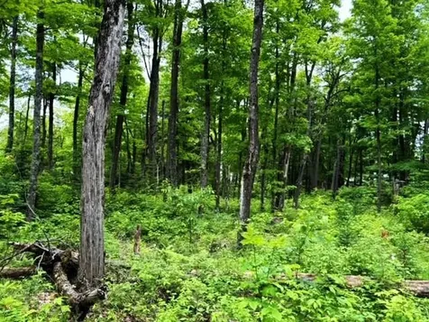 On Pardee Lake Road Oma WI 54534