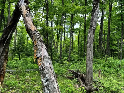 On Pardee Lake Road Oma WI 54534
