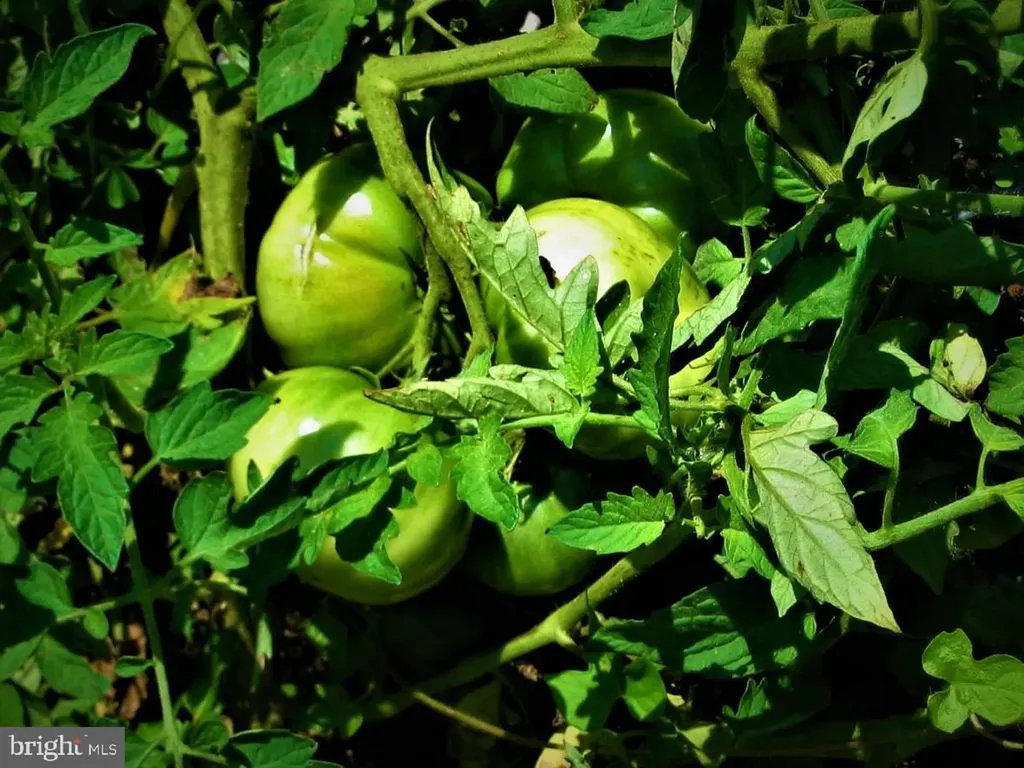 33 Circle Road E Madison VA 22727