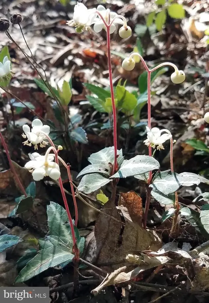 1185 Belle Meade Road Bumpass VA 23024