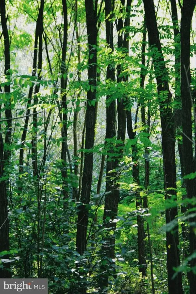 0 National Forest Access Road Luray VA 22835