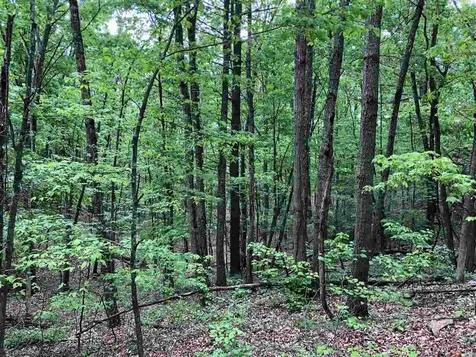 0 Clark Road Basye VA 22810