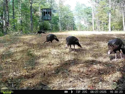 24.97 Ac Stribling Springs Road Mount Solon VA 22843