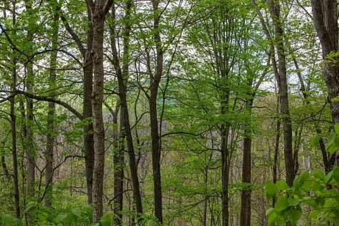 0 Church Mountain Lane Fulks Run VA 22830