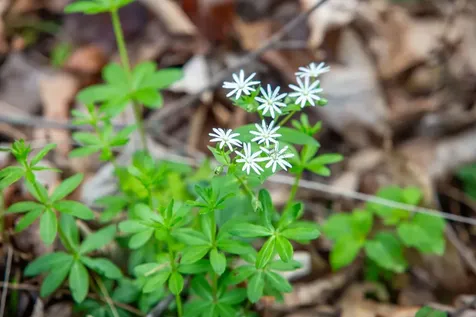 0 Church Mountain Lane Fulks Run VA 22830