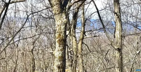 433 Laurel Springs Drive Wintergreen Resort VA 22967