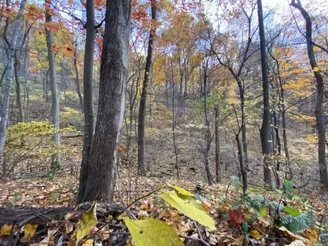 81.5 Acres Hopkins Gap Road Fulks Run VA 22830