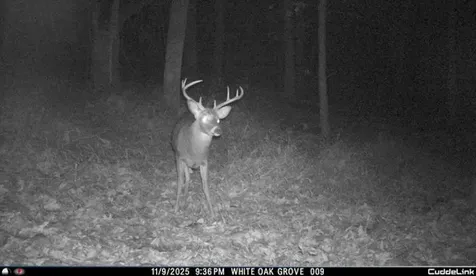 81.5 Acres Hopkins Gap Road Fulks Run VA 22830