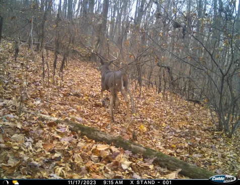 81.5 Acres Hopkins Gap Road Fulks Run VA 22830