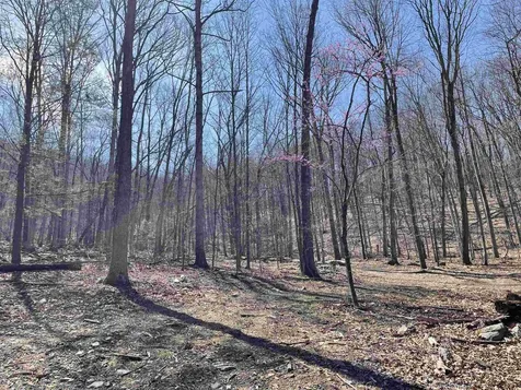 81.5 Acres Hopkins Gap Road Fulks Run VA 22830