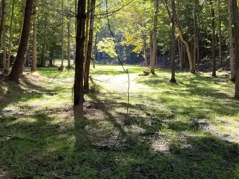 81.5 Acres Hopkins Gap Road Fulks Run VA 22830