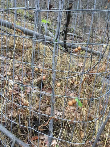 81.5 Acres Hopkins Gap Road Fulks Run VA 22830
