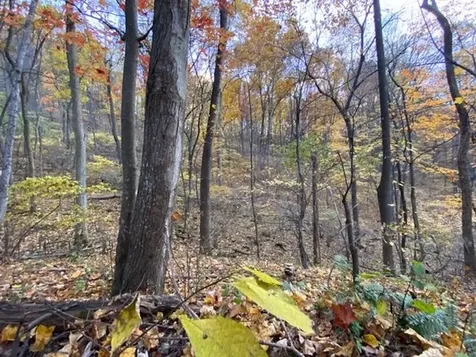 81.5 Acres Hopkins Gap Road Fulks Run VA 22830