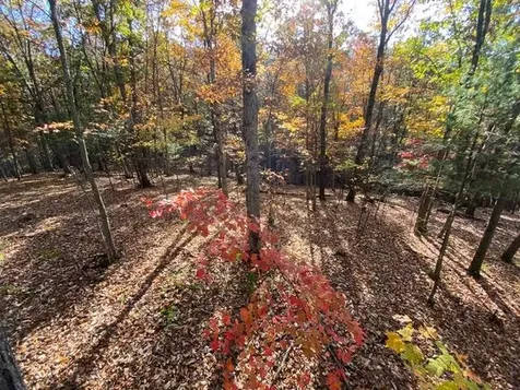 81.5 Acres Hopkins Gap Road Fulks Run VA 22830