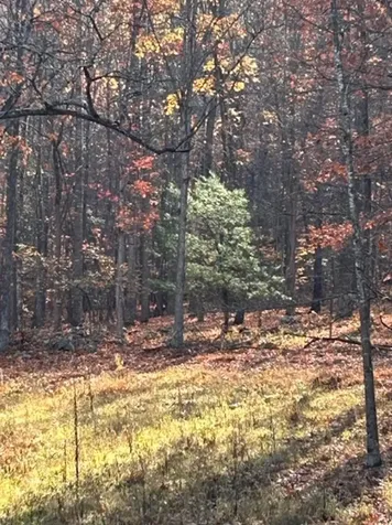 81.5 Acres Hopkins Gap Road Fulks Run VA 22830