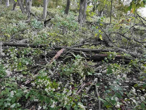81.5 Acres Hopkins Gap Road Fulks Run VA 22830