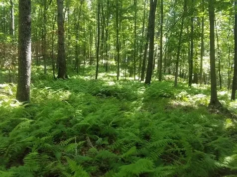 81.5 Acres Hopkins Gap Road Fulks Run VA 22830