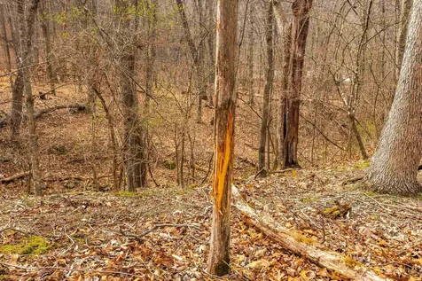 Lot 1 Hopkins Gap Road Fulks Run VA 22830