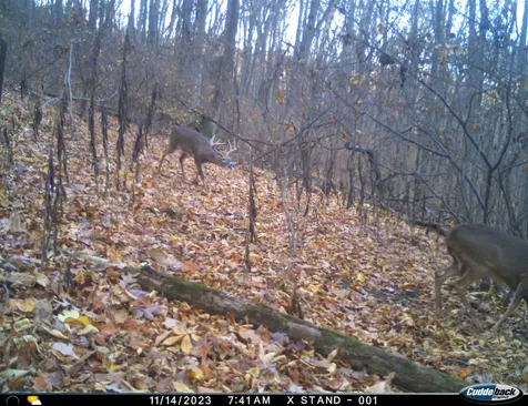 Lot 1 Hopkins Gap Road Fulks Run VA 22830
