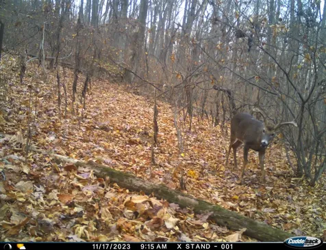 Lot 1 Hopkins Gap Road Fulks Run VA 22830