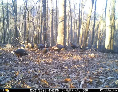 Lot 1 Hopkins Gap Road Fulks Run VA 22830