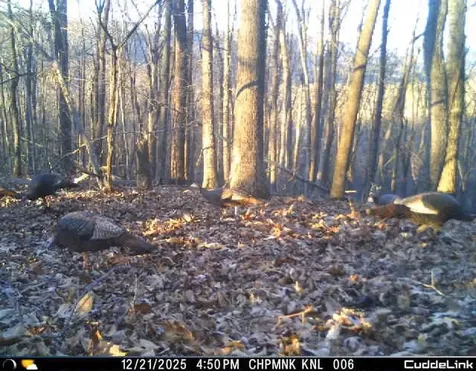 Lot 1 Hopkins Gap Road Fulks Run VA 22830