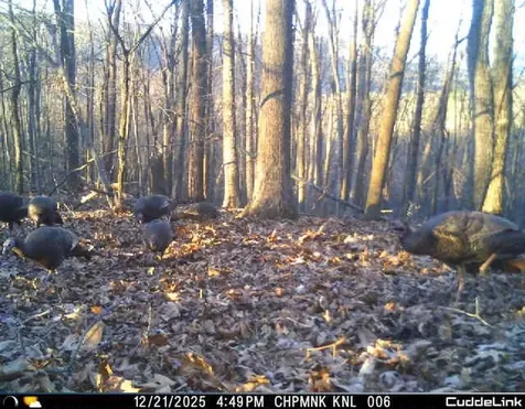 163 Acres Hopkins Gap Road Fulks Run VA 22830