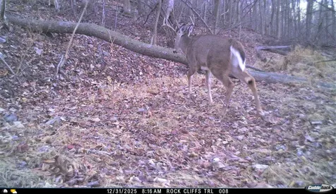 163 Acres Hopkins Gap Road Fulks Run VA 22830