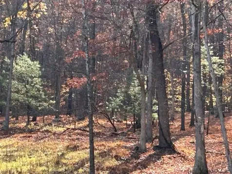 163 Acres Hopkins Gap Road Fulks Run VA 22830