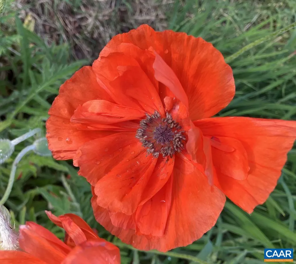 877 Holland Creek Road Louisa VA 23093