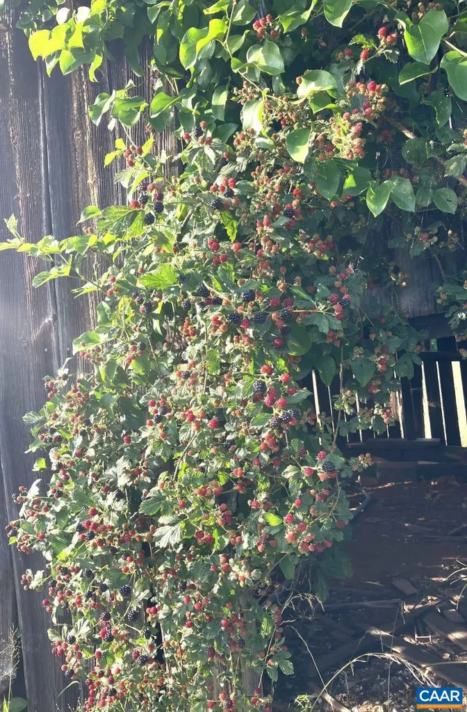 877 Holland Creek Road Louisa VA 23093