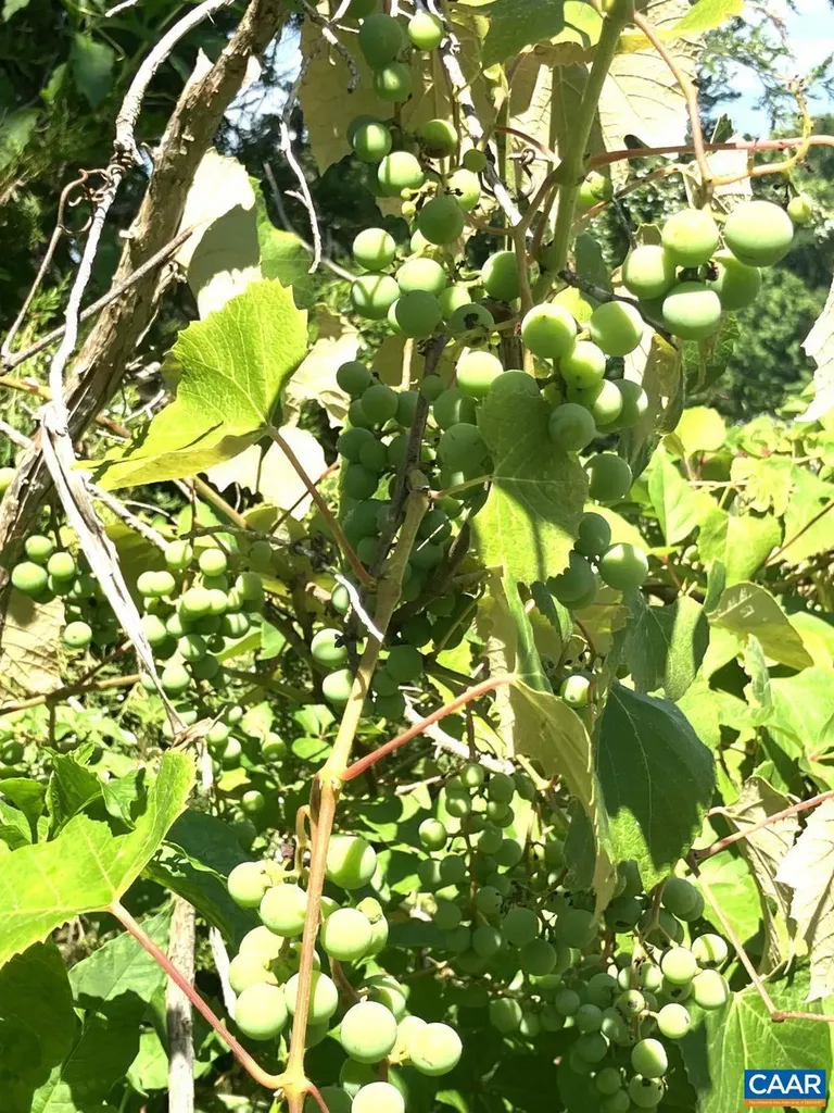 877 Holland Creek Road Louisa VA 23093