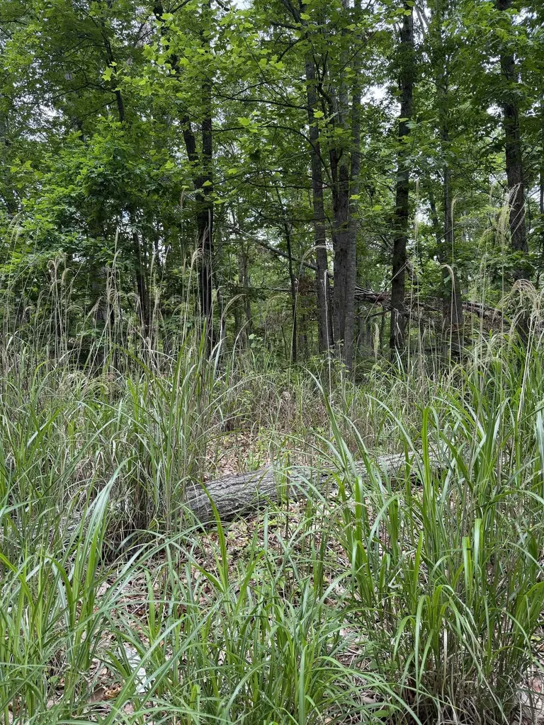 Lot 52 Lake Drive Crimora VA 24431