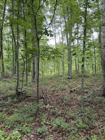 Lot 51 Lake Drive Crimora VA 24431